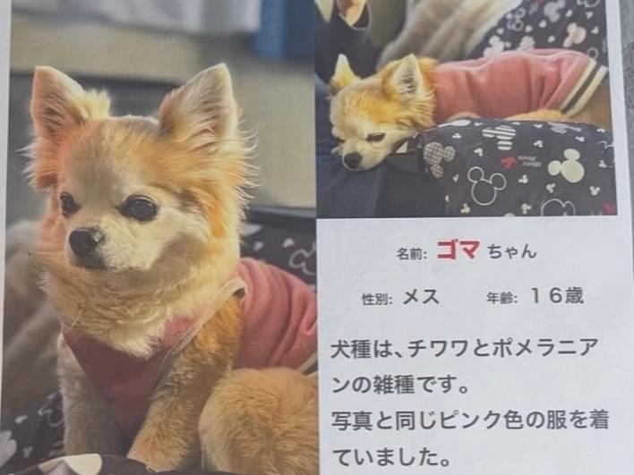ゴマちゃん ゴマちゃん