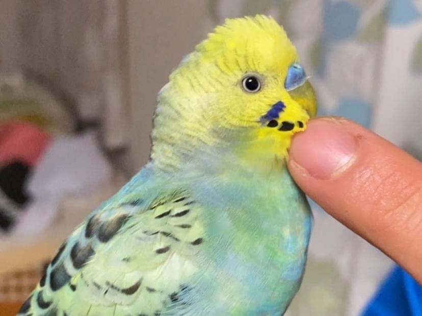 保護された鳥 保護された鳥