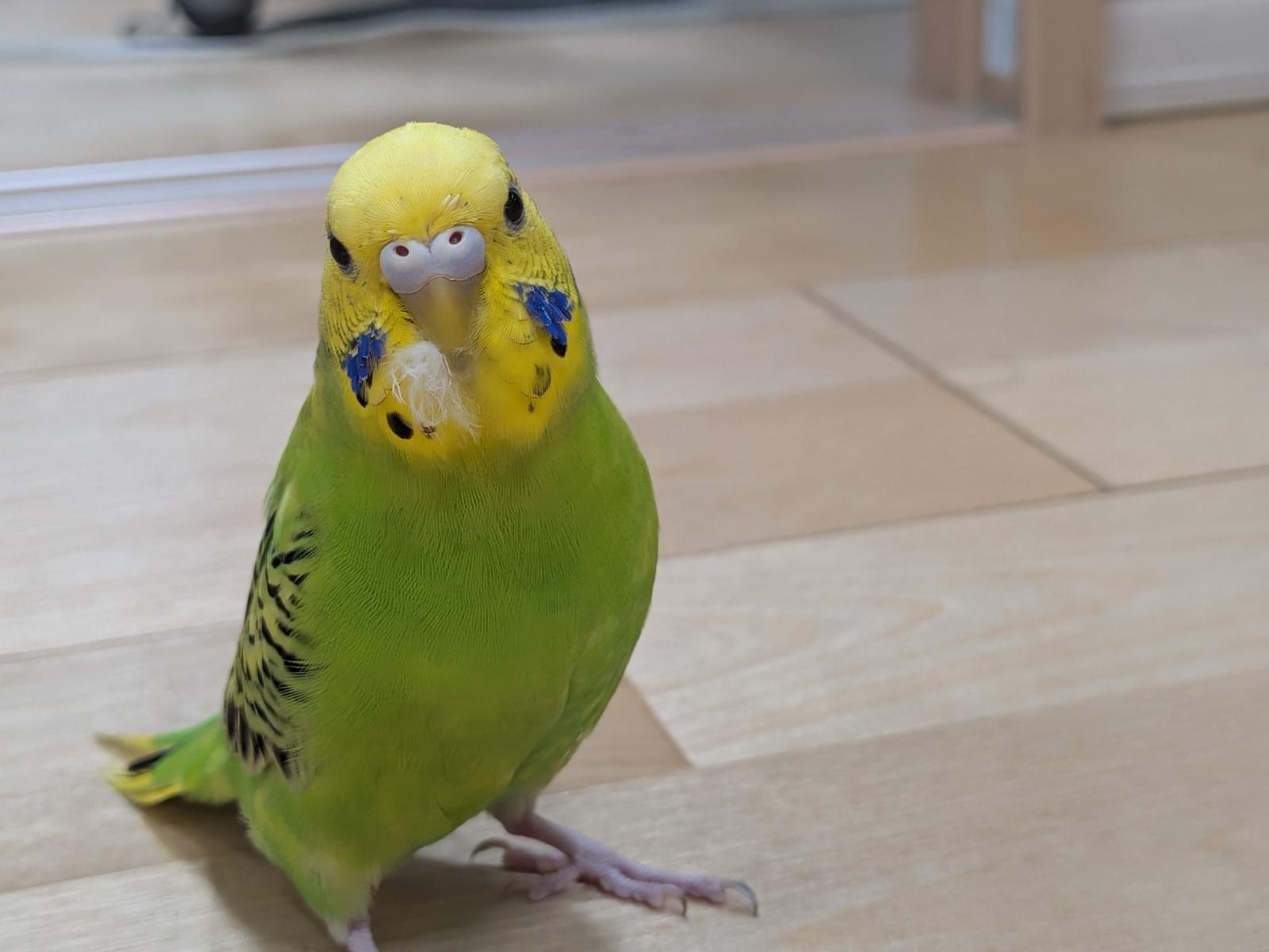 ぐみちゃん ぐみちゃん
