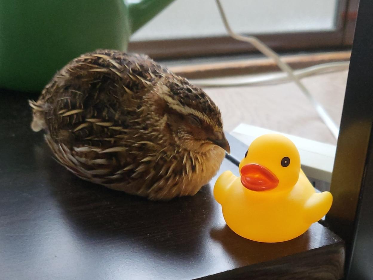 うずちゃん うずちゃん