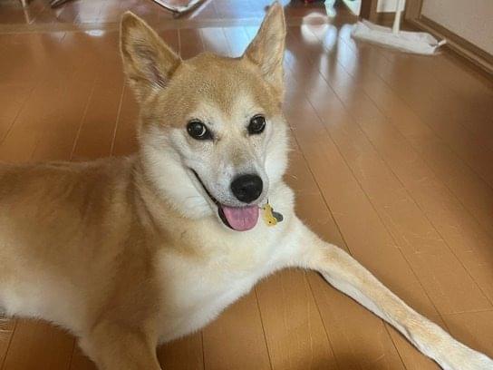 ハヅキちゃん ハヅキちゃん