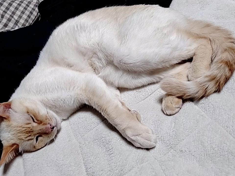 ときおうちゃん ときおうちゃん