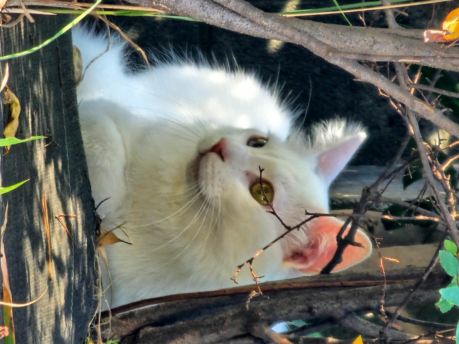 目撃された猫 目撃された猫