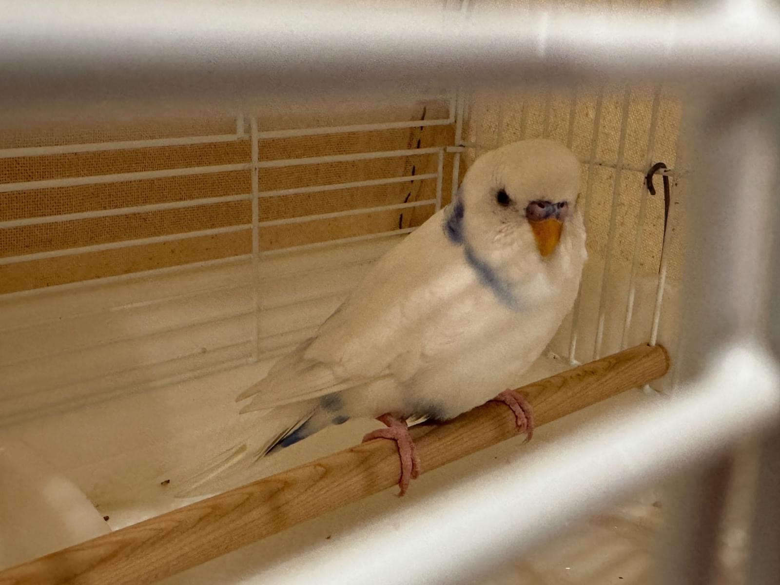 保護された鳥 保護された鳥
