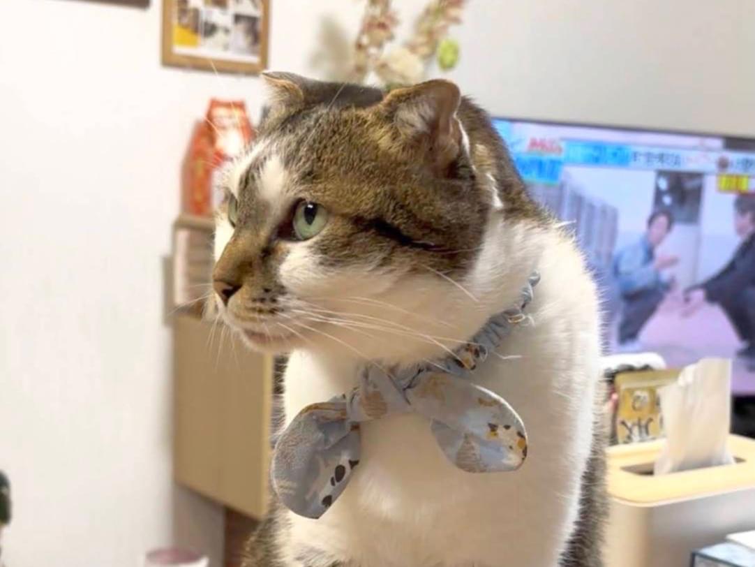 わさびちゃん わさびちゃん