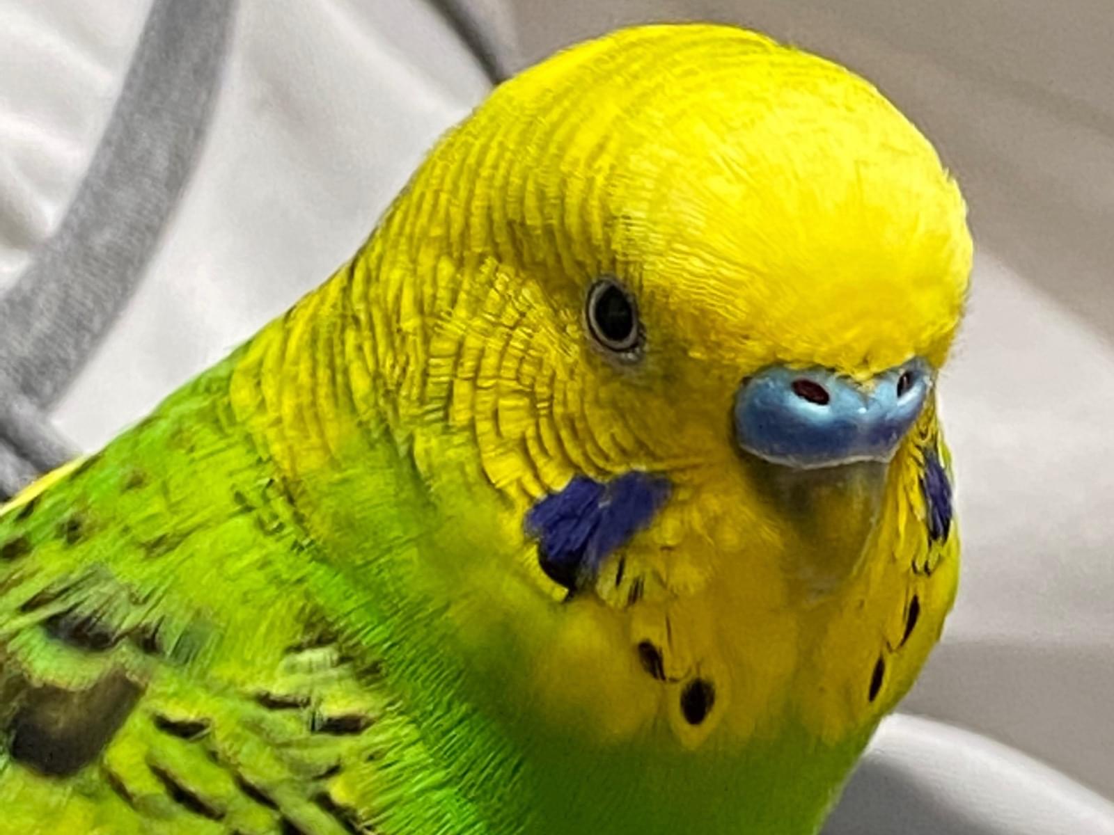 保護された鳥 保護された鳥