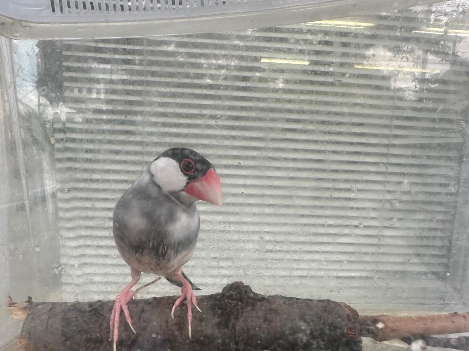 保護された鳥 保護された鳥