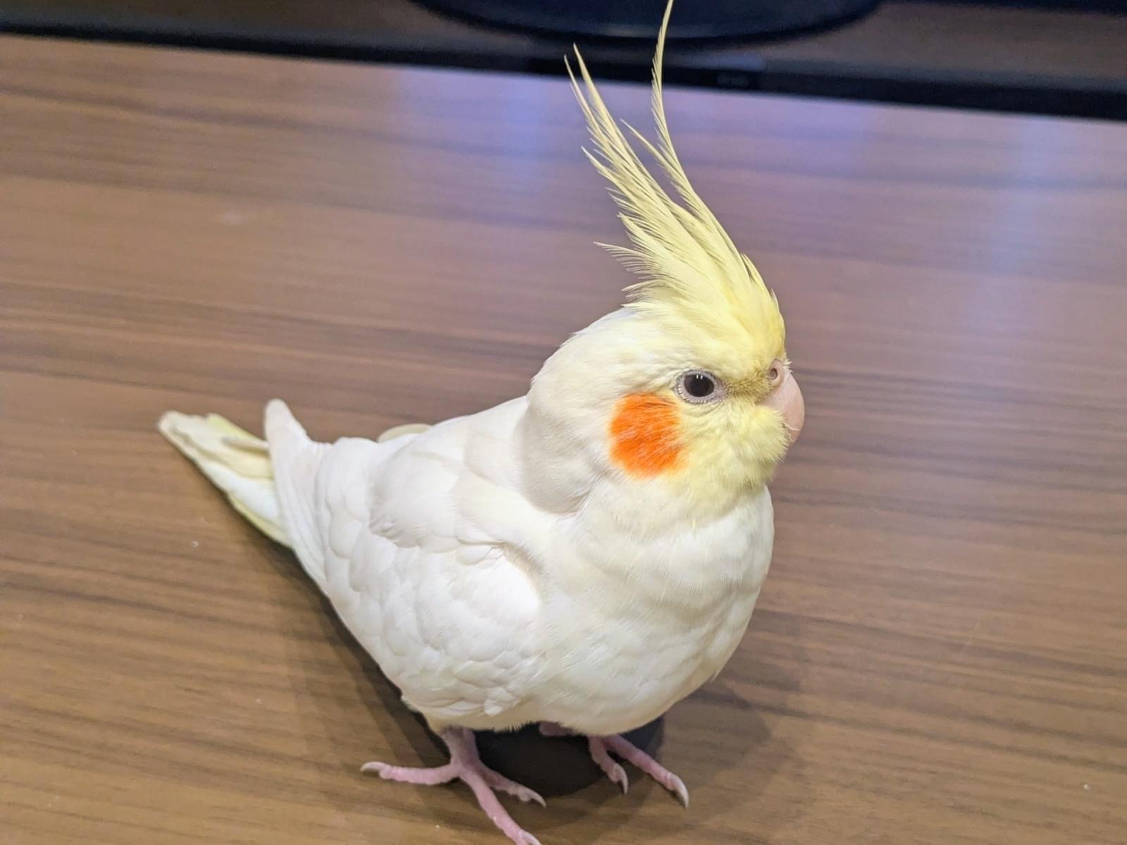 ぴーちゃん