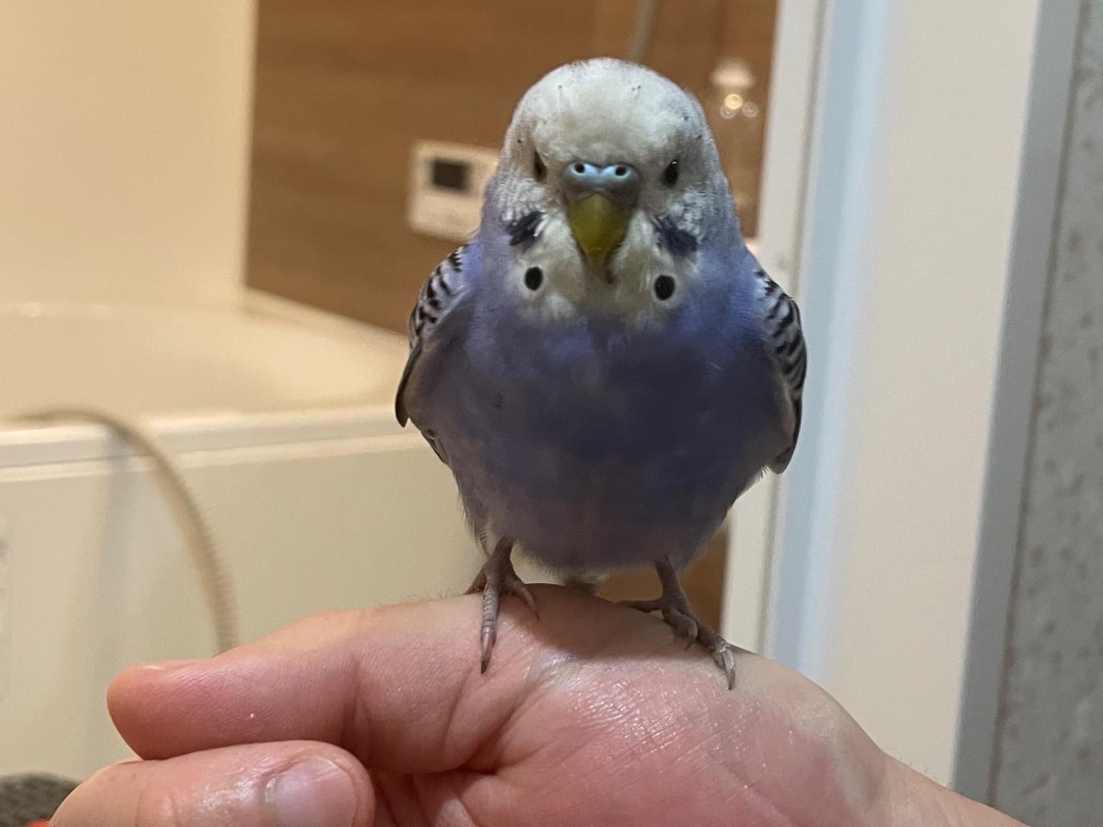 保護された鳥 保護された鳥