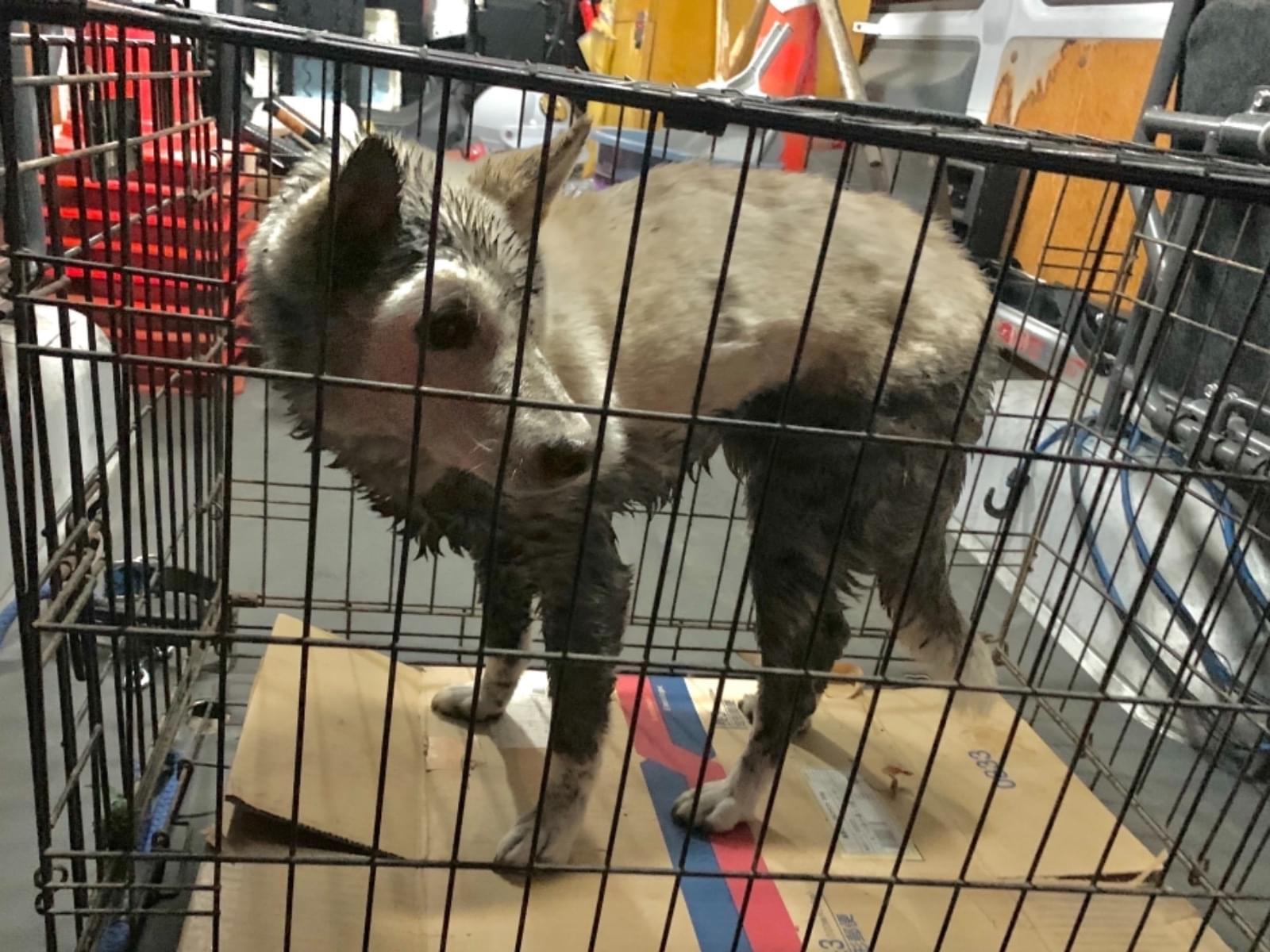 保護された犬 保護された犬