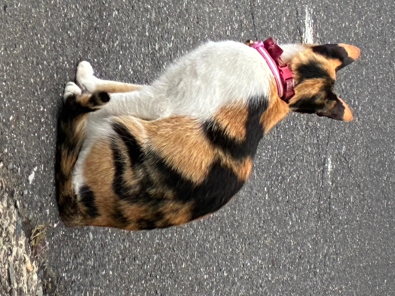 目撃された猫