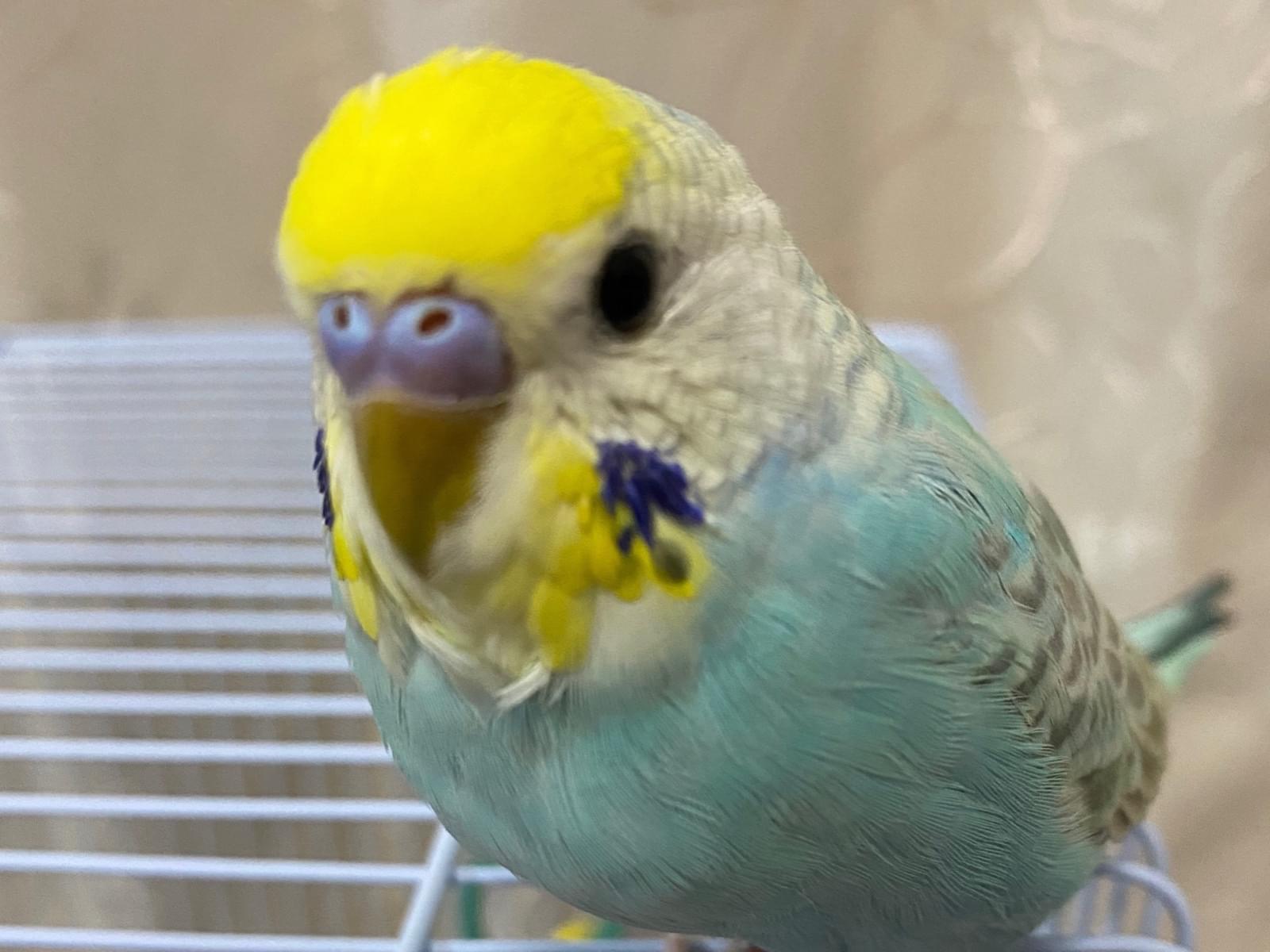 グクちゃん グクちゃん
