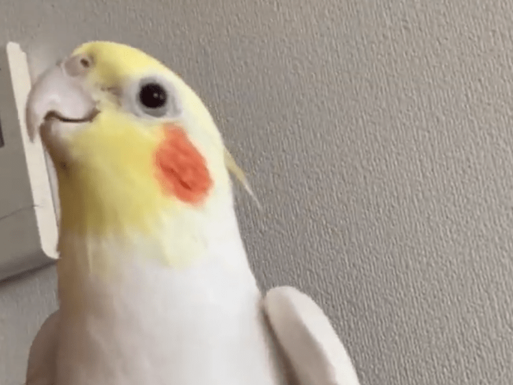 ソラちゃん ソラちゃん