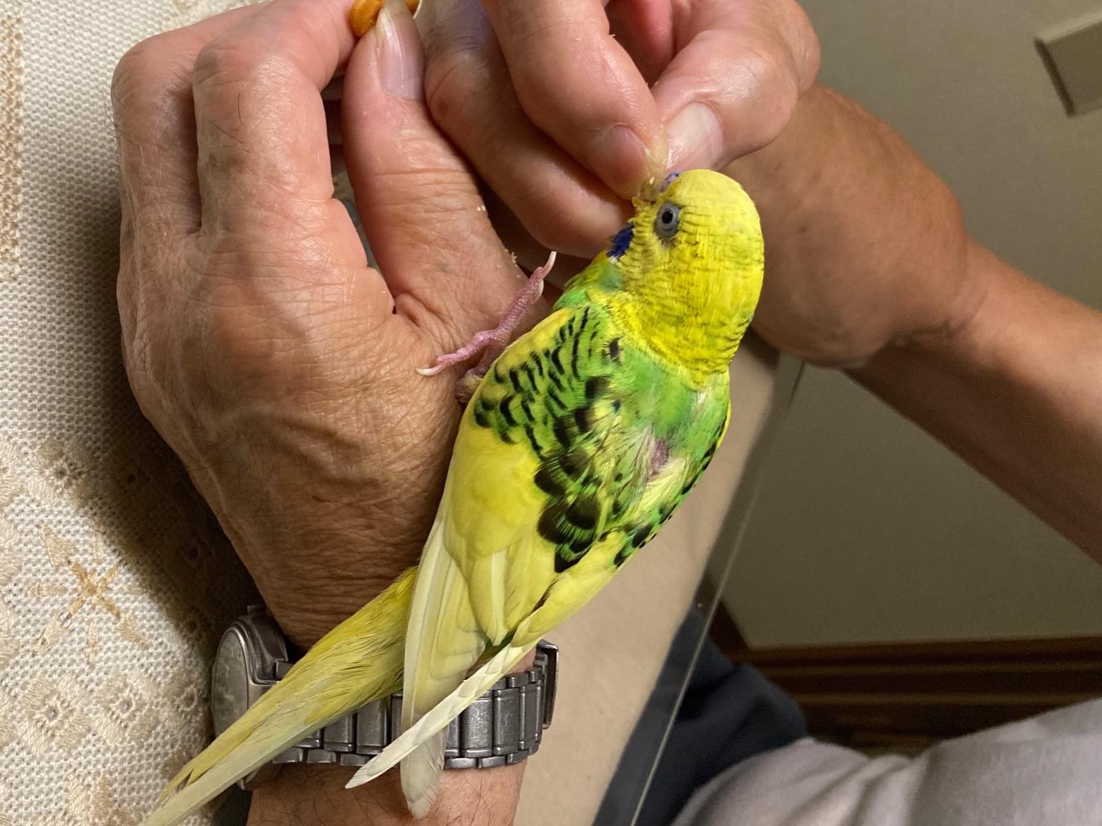 ピーちゃん ピーちゃん