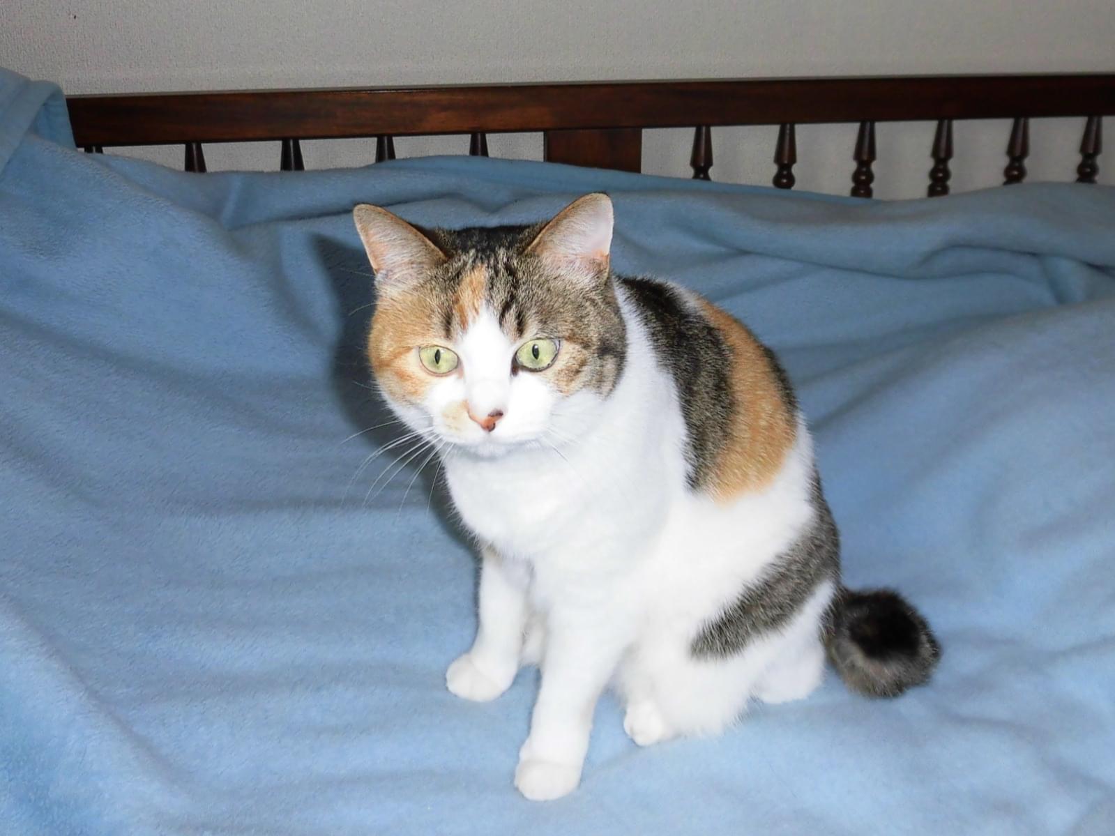 ミミちゃん ミミちゃん