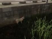 目撃された猫 目撃された猫