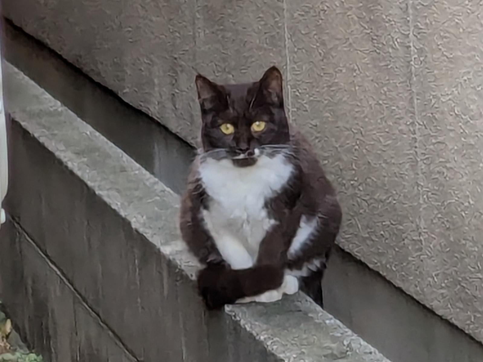 チャッピーちゃん チャッピーちゃん