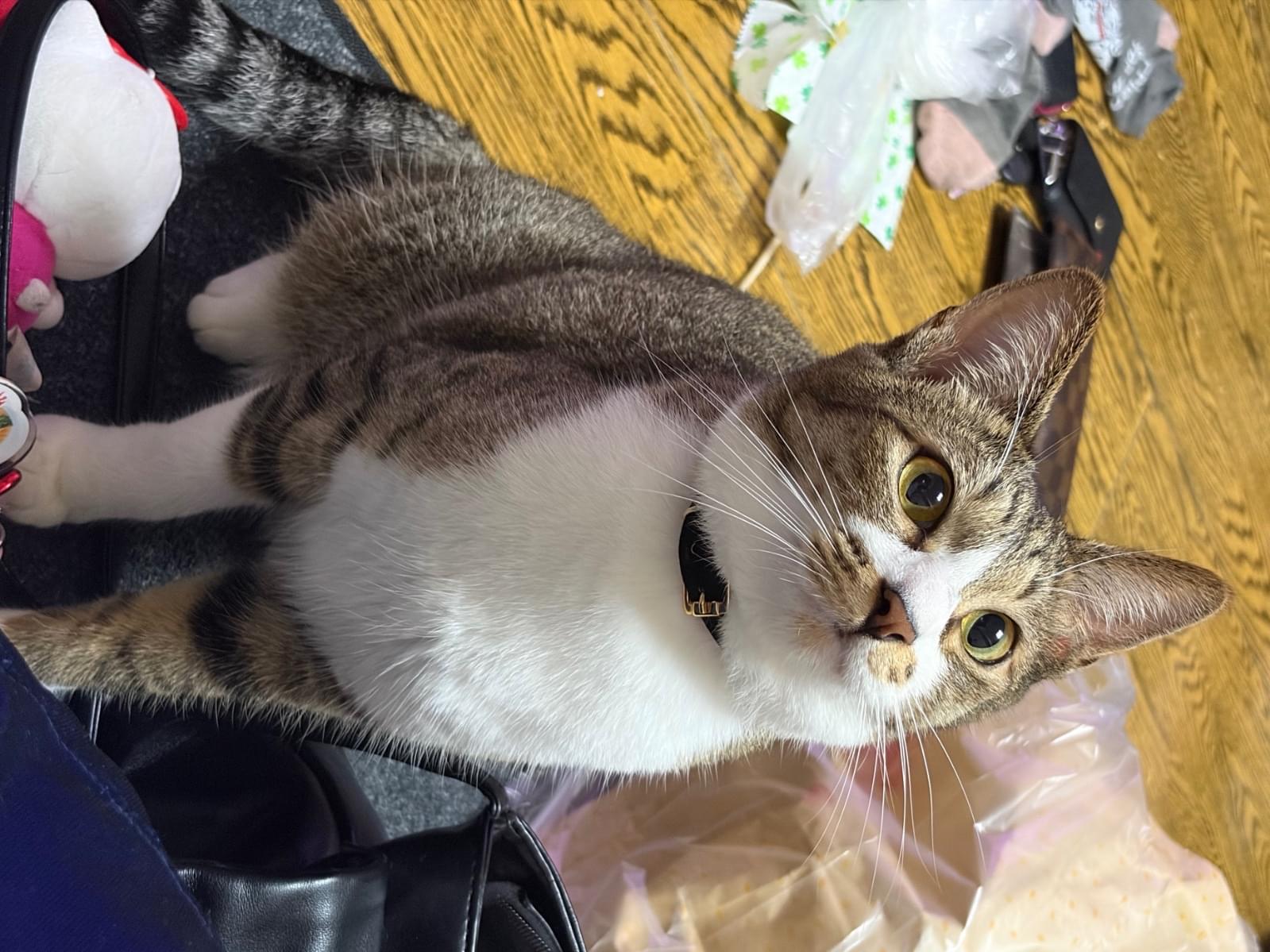 あるちゃん