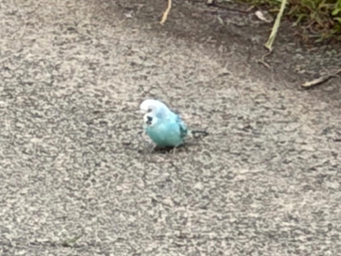 目撃された鳥 目撃された鳥