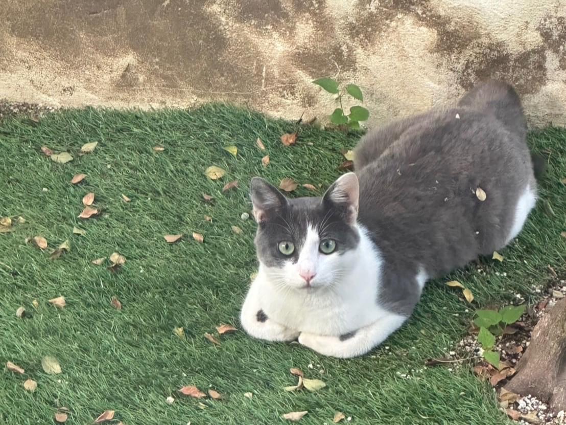 目撃された猫 目撃された猫