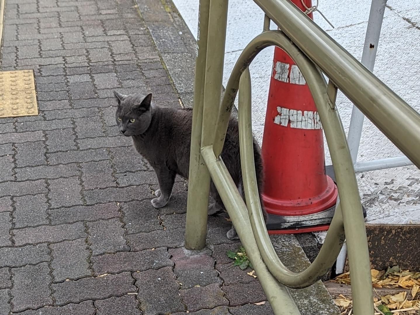 目撃された猫 目撃された猫