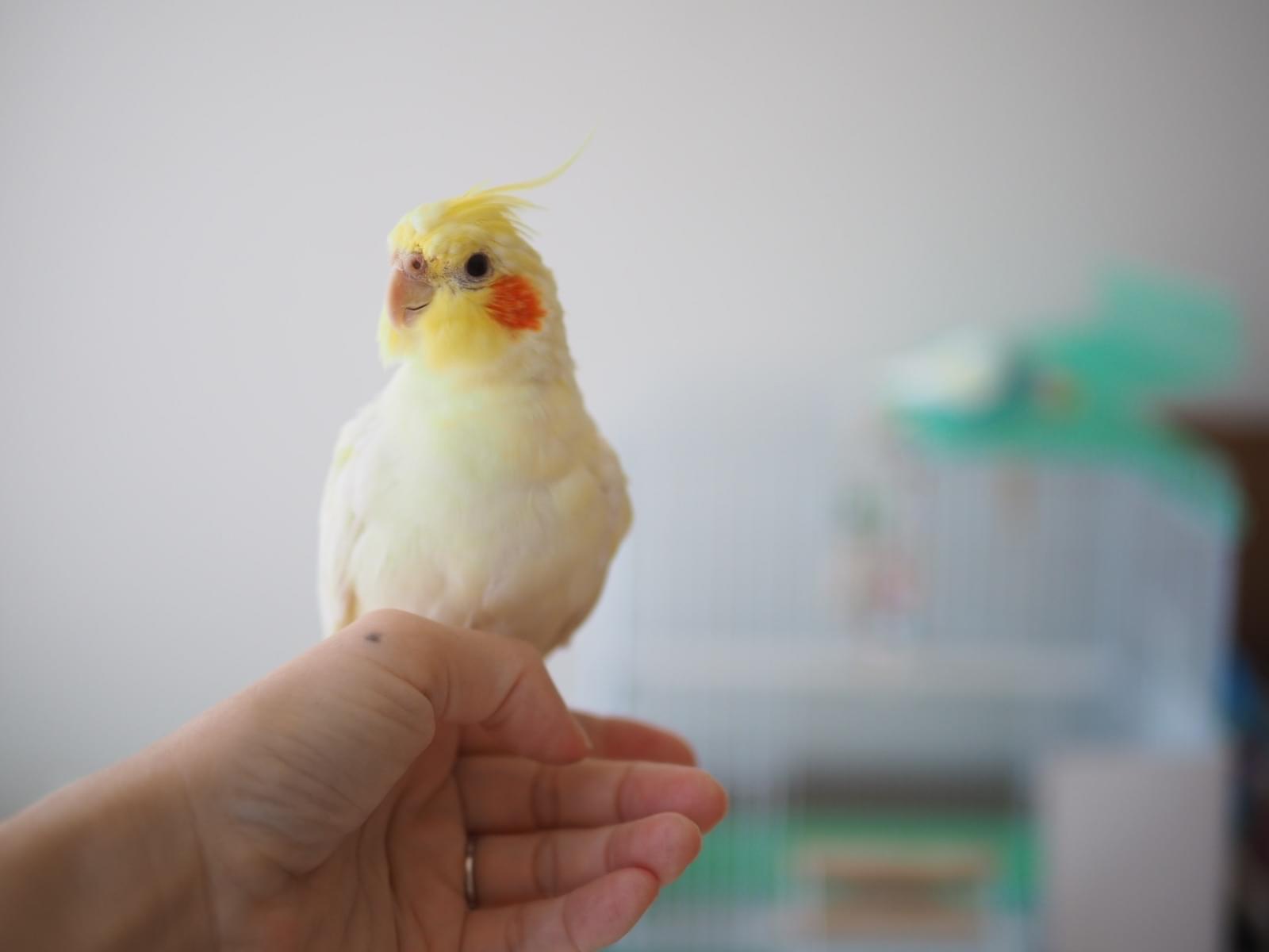 きなこちゃん きなこちゃん