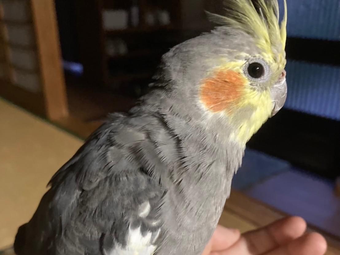 ごてちゃん ごてちゃん
