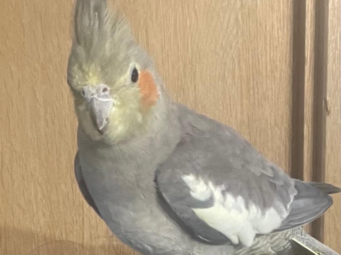 きなこちゃん きなこちゃん