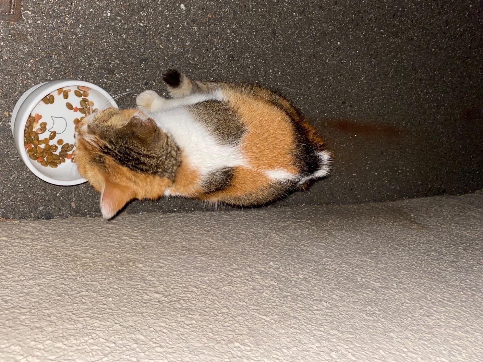 保護された猫 保護された猫