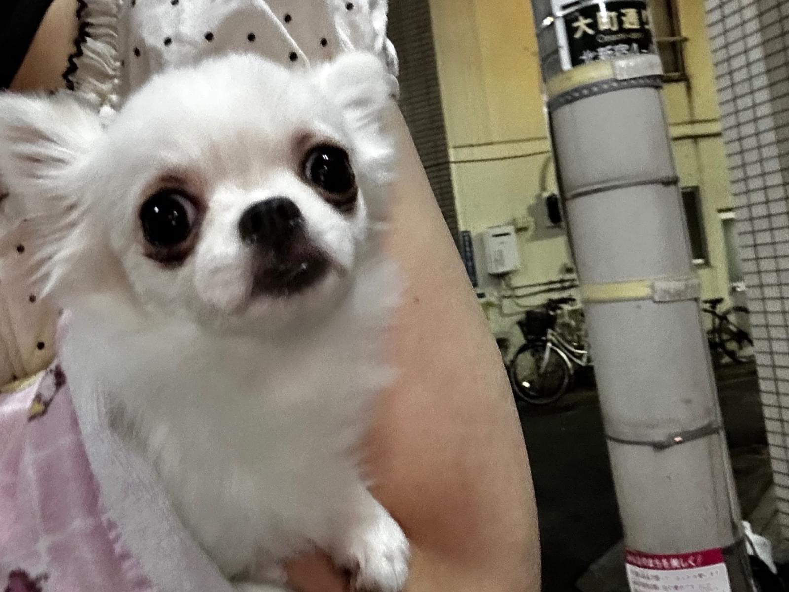 保護された犬 保護された犬