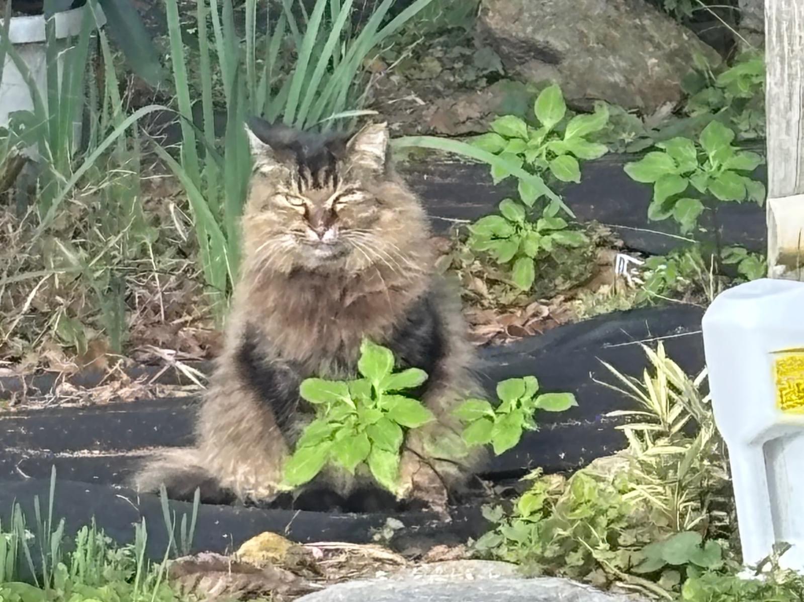 ふわちゃん ふわちゃん