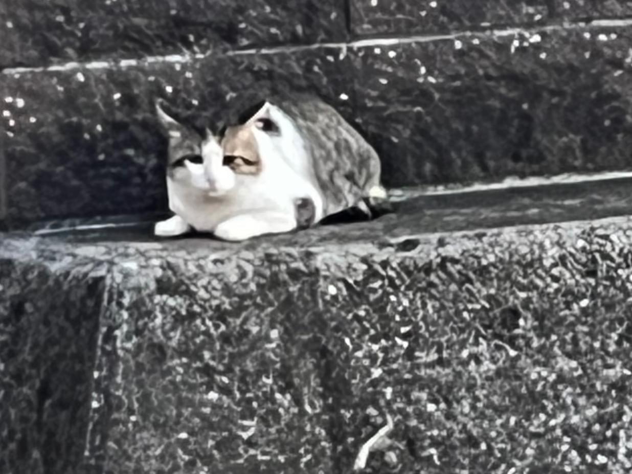 目撃された猫 目撃された猫