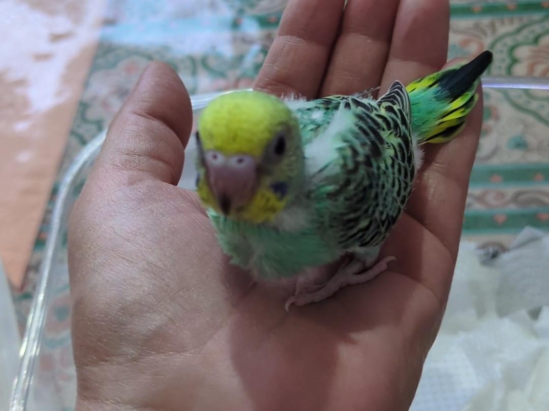 マサルちゃん