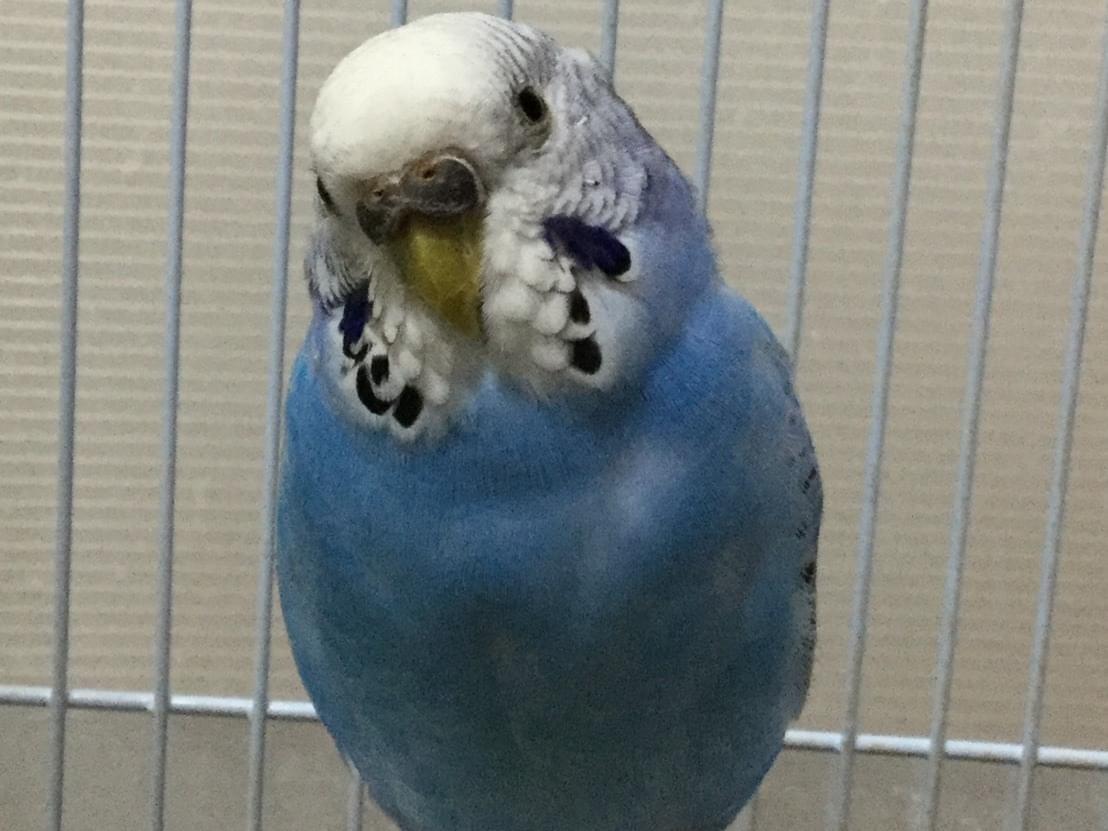 あんこちゃん あんこちゃん