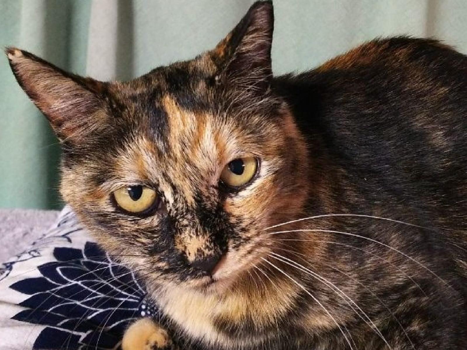 保護された猫 保護された猫