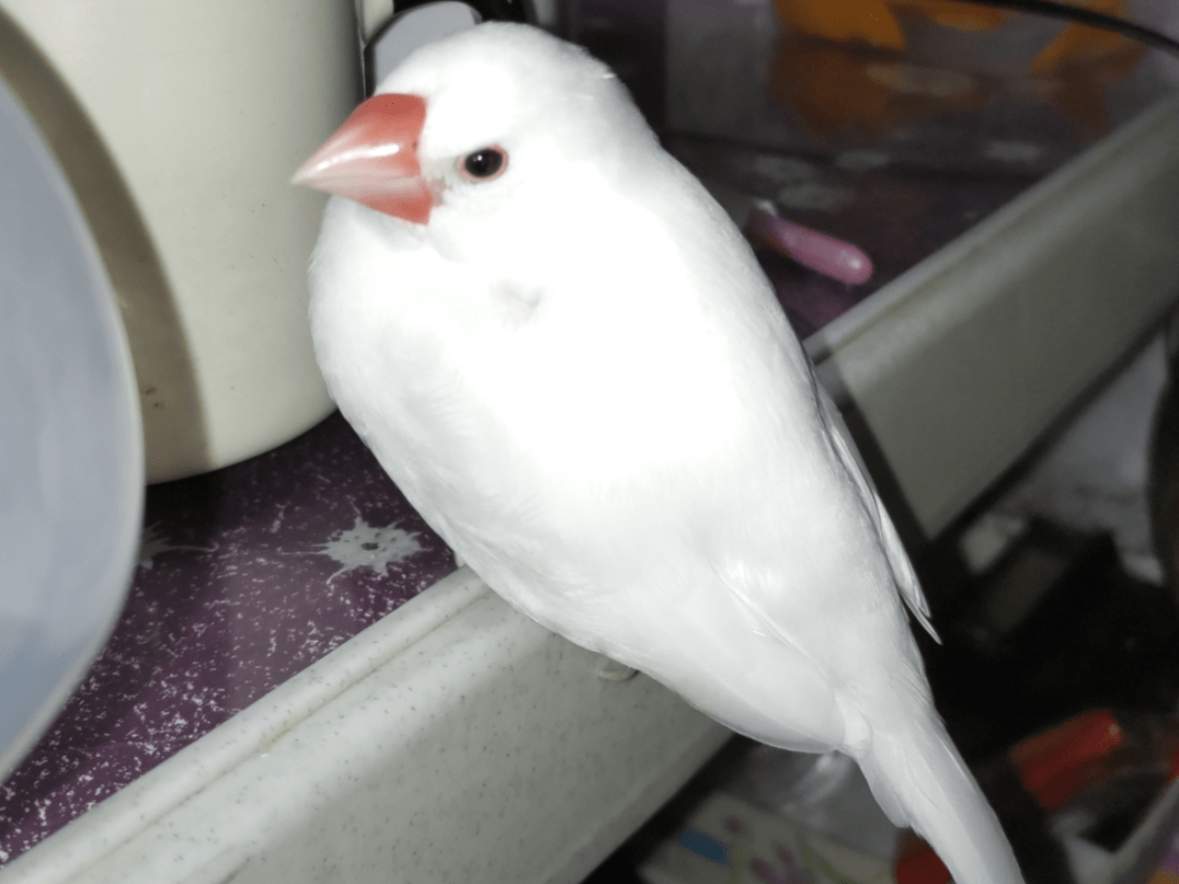 ぶんちゃん ぶんちゃん