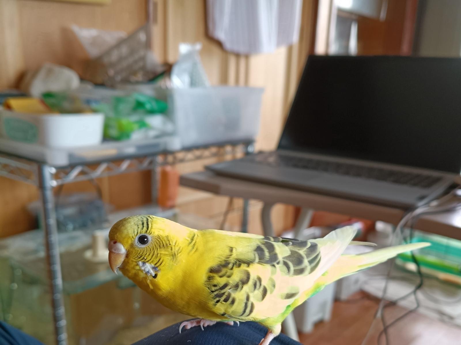 きぃちゃん