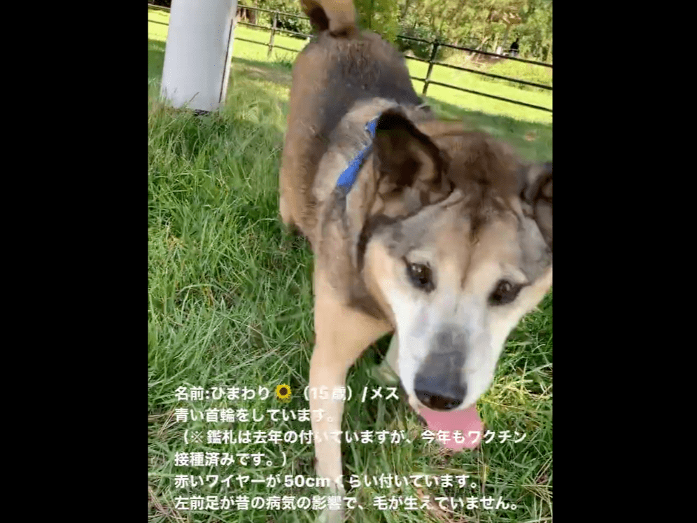 ひまわりちゃん ひまわりちゃん