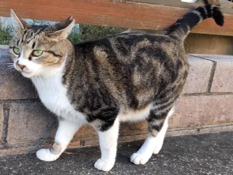 みーたんちゃん