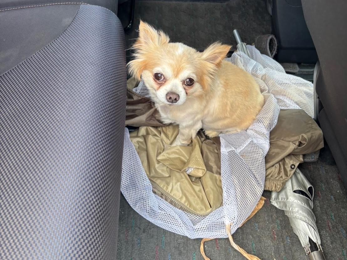 保護された犬