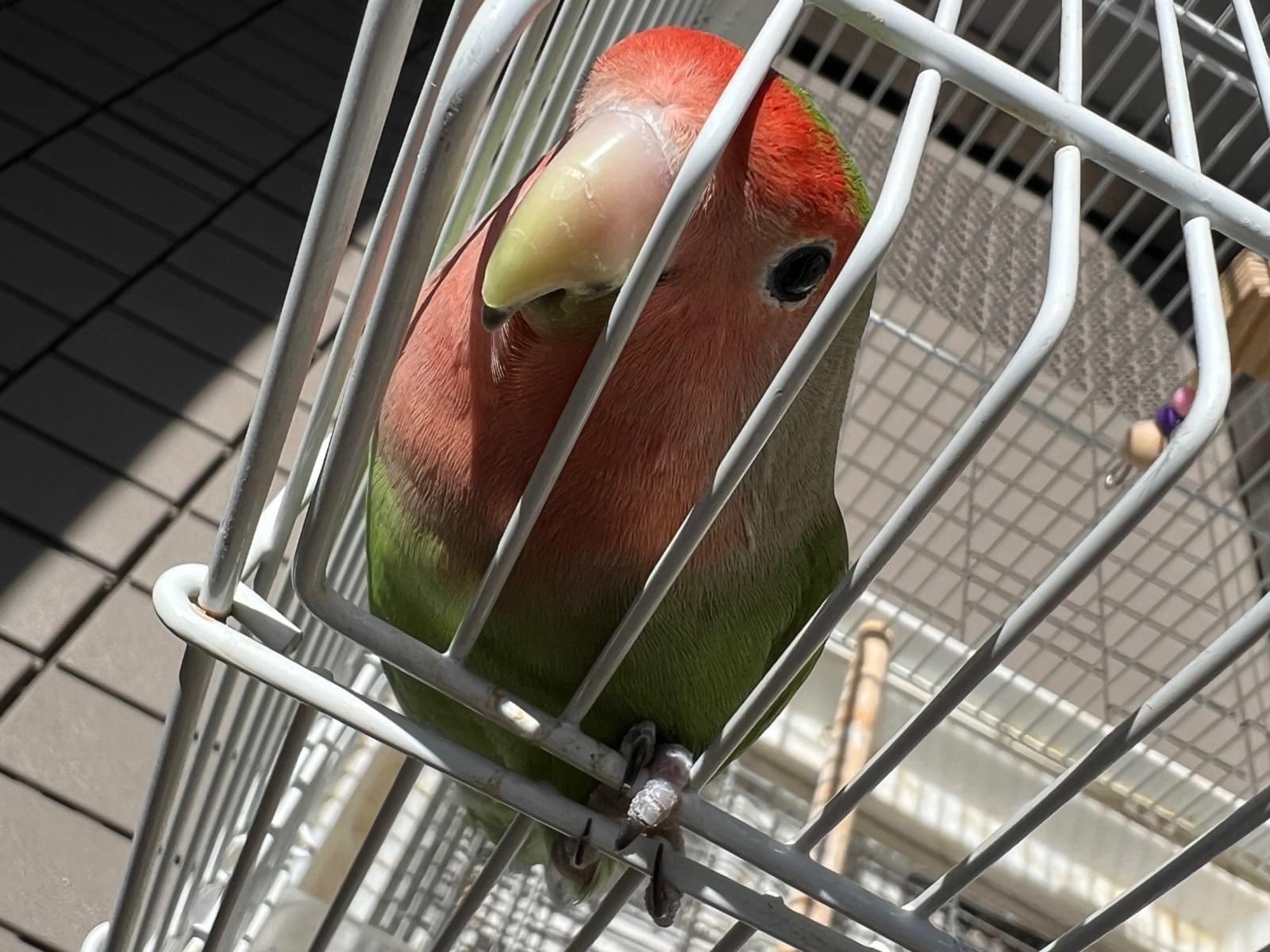 きーちゃん きーちゃん