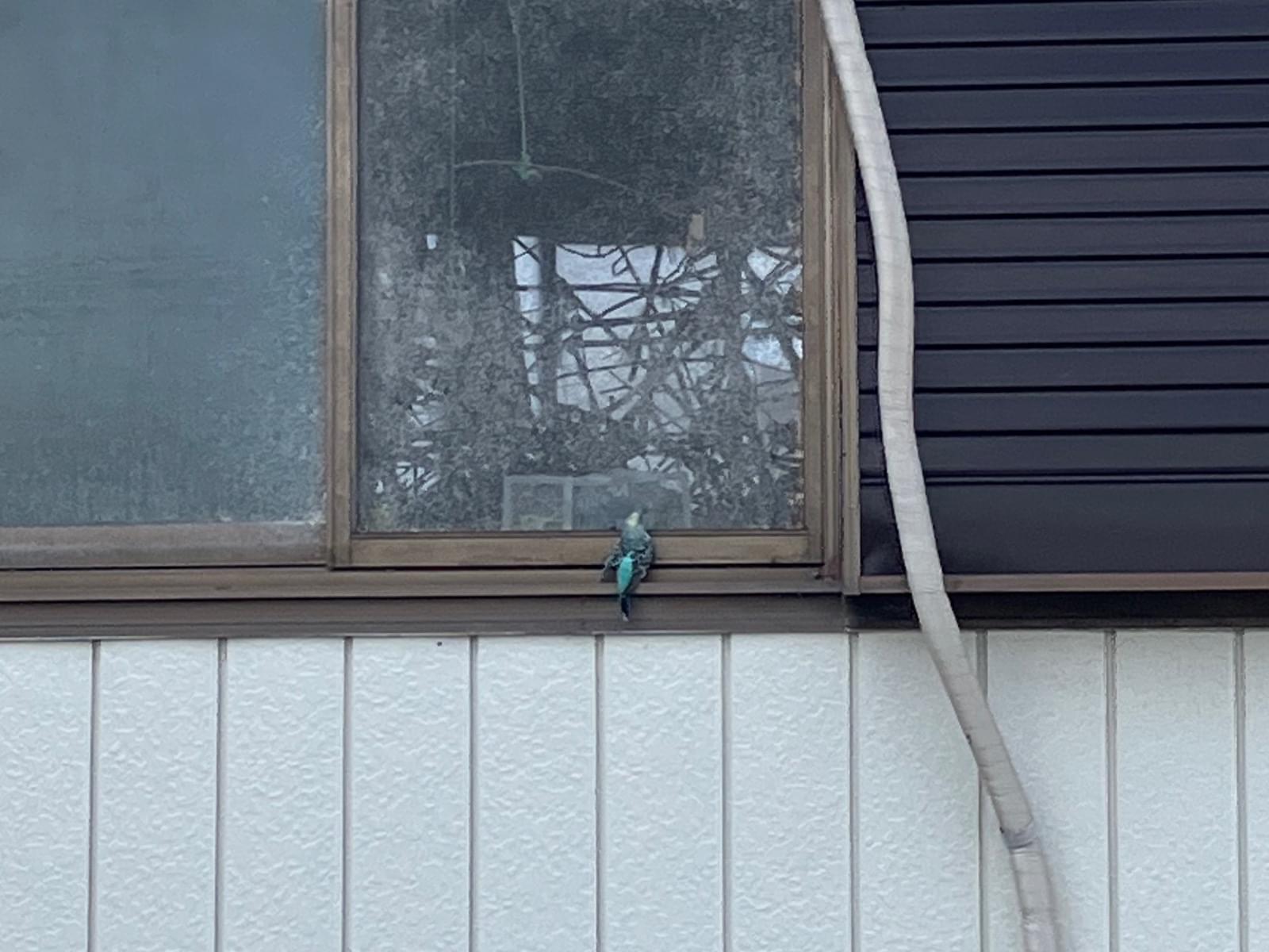 目撃された鳥 目撃された鳥