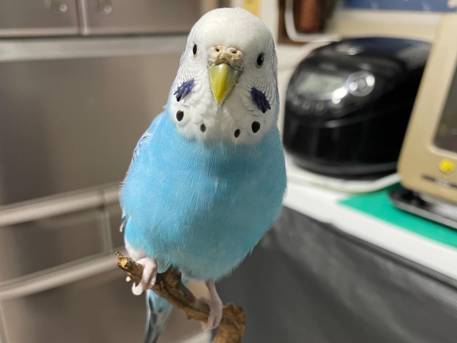 ソラちゃん ソラちゃん