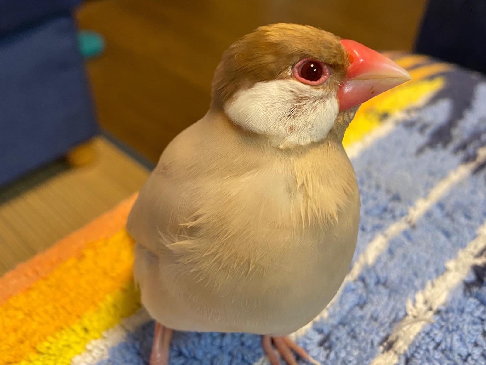 ぶっちょちゃん ぶっちょちゃん