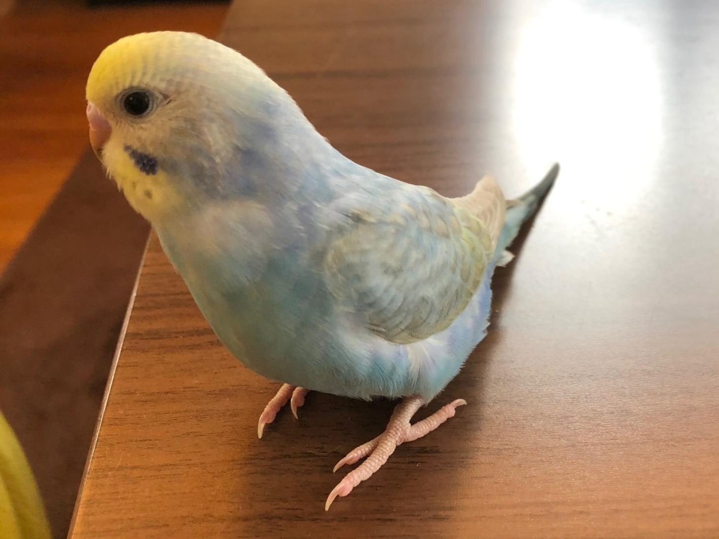 そらっぴちゃん そらっぴちゃん