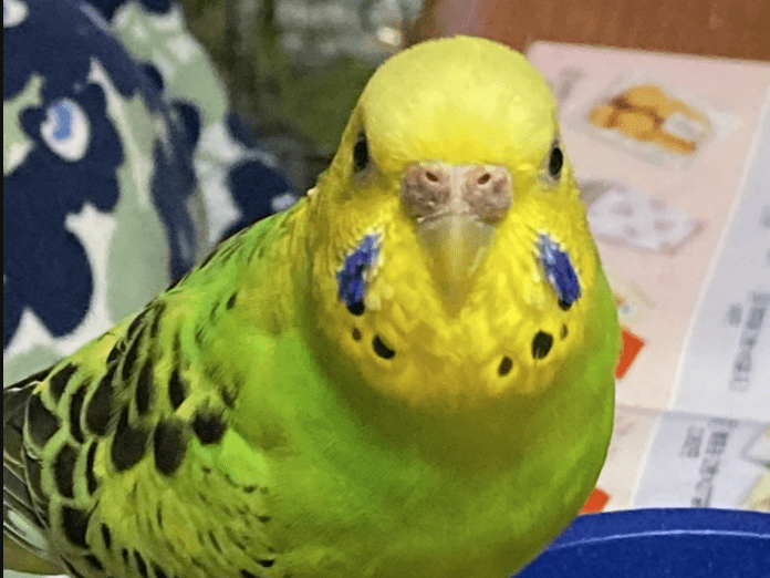にーにちゃん にーにちゃん