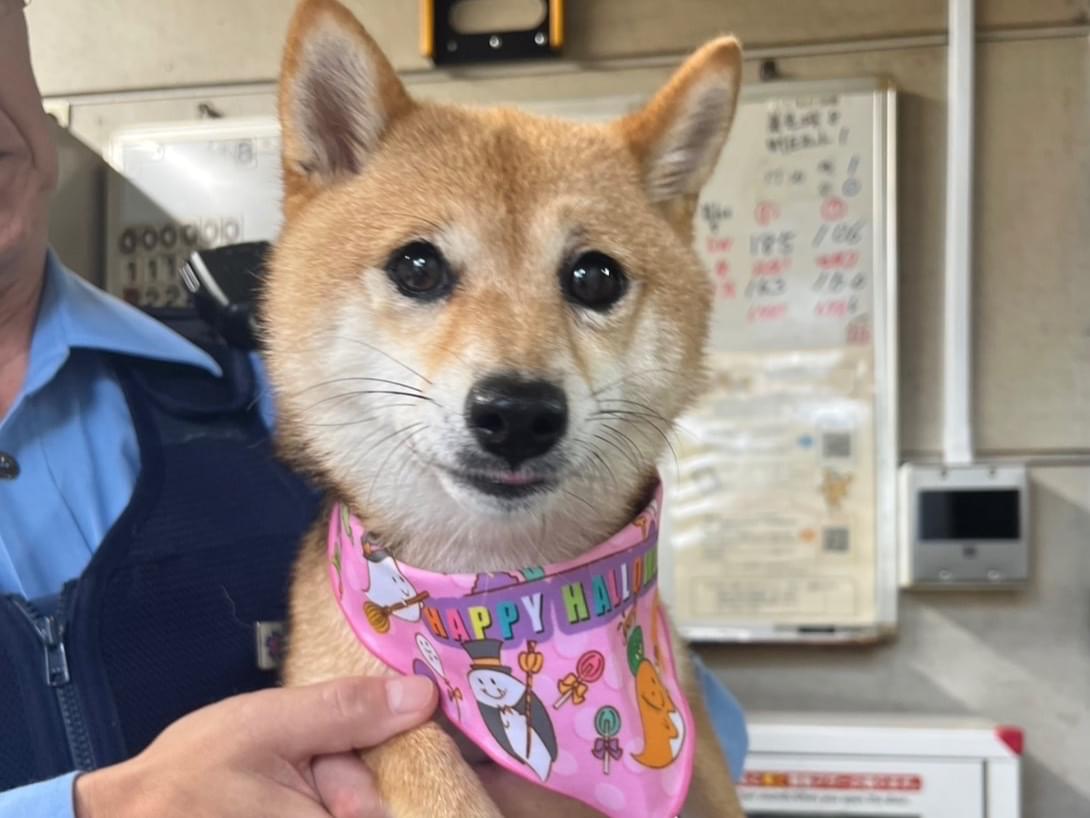 保護された犬 保護された犬