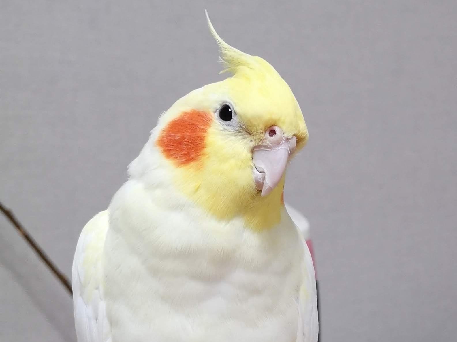 レモンちゃん レモンちゃん