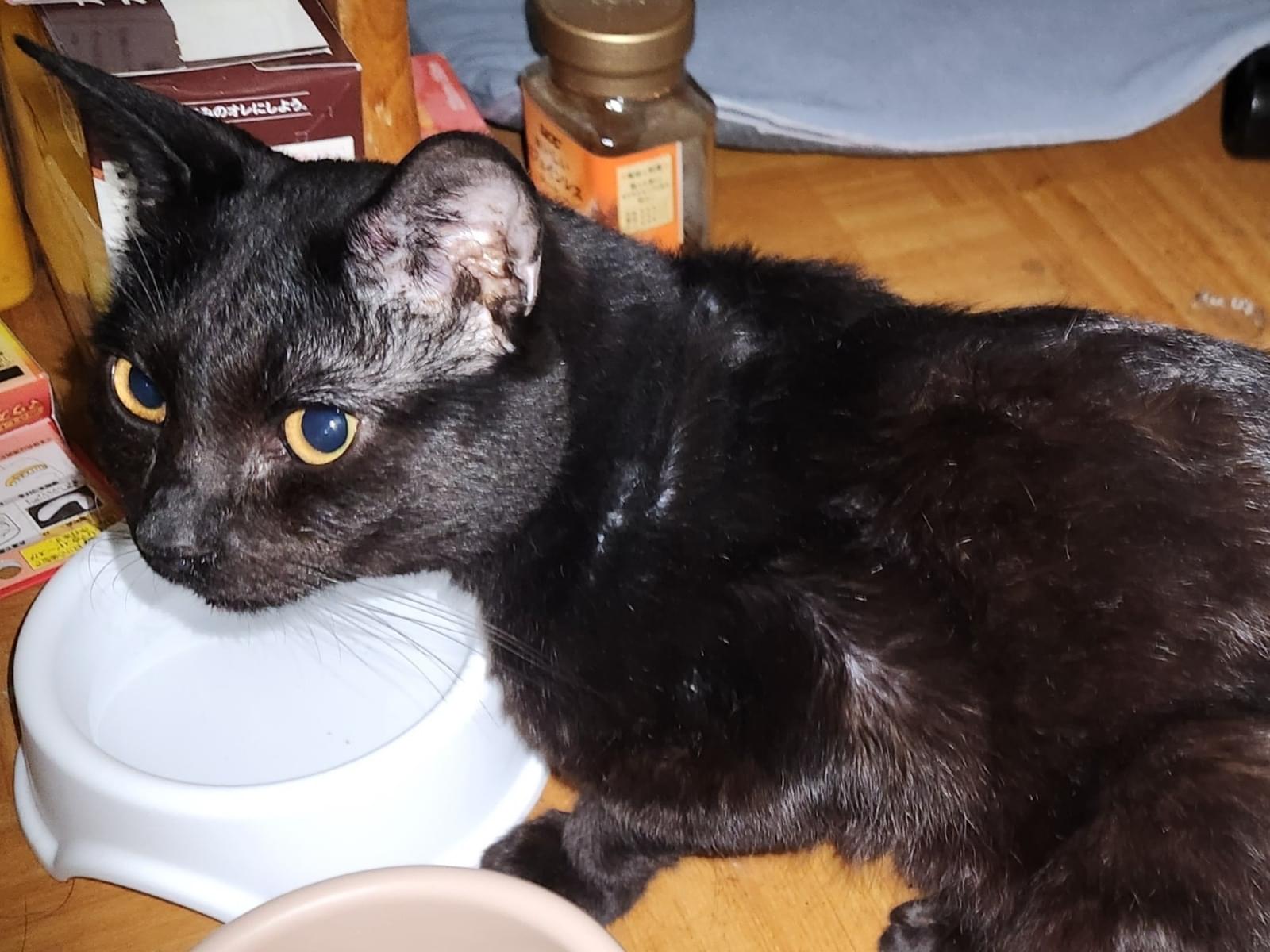 保護された猫