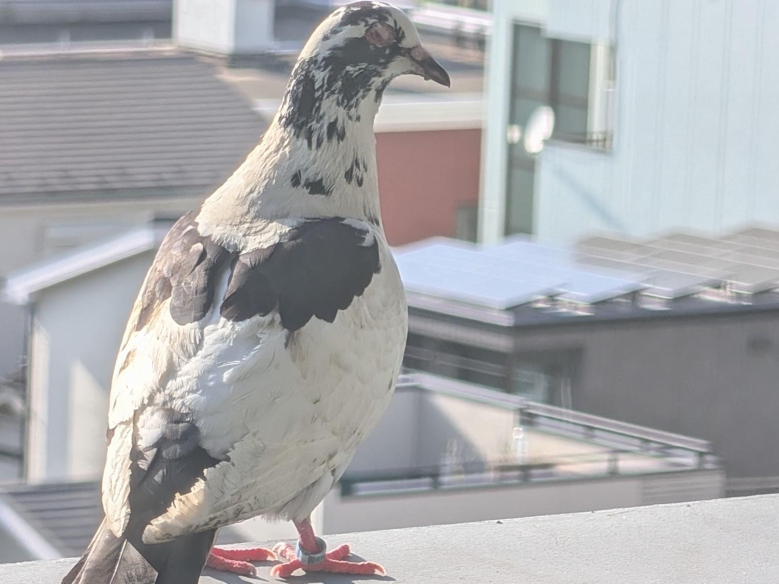 目撃された鳥